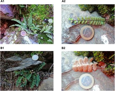 Exploring wild Aspleniaceae <mark class="highlighted">ferns</mark> as safety sources of polyphenols: The case of Asplenium trichomanes L. and Ceterach officinarum Willd.